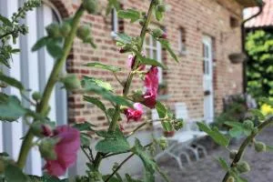 De Volle Maan - Asselkouter