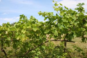 B&B / Chambres d'hotes Chalet aux pied des vignes : photos des chambres