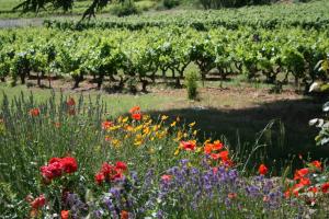 Appartements Les Vignes de Terrisse : photos des chambres