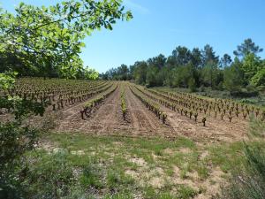 Appartements Les Vignes de Terrisse : photos des chambres