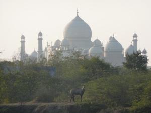 4, Amarlok Colony, Opp. Jalma Research Institute, Next to Shilpgram Parking, Near East Gate Taj Mahal, Tajganj, Agra 282001, Uttar Pradesh,India.