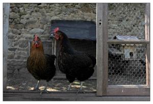 Maisons de vacances Le Cheval Rouge : Tente Bungalow avec Toilettes et Lavabo 