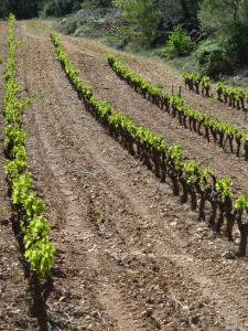 Appartements Les Vignes de Terrisse : photos des chambres