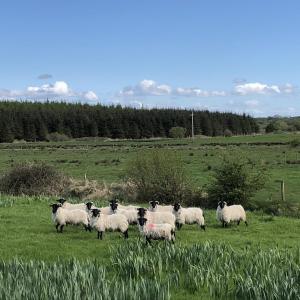 THISTLEDOWN - Ballina - Crossmolina - County Mayo - Sleeps 8 - Sister property to Inglewood