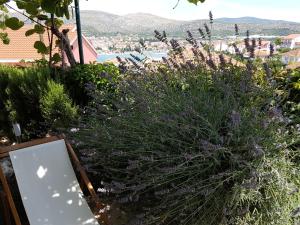 Trogir Angelus