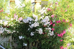 Luxury House on Buzhaka