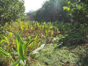 Vidya Konkan Agro Tourism
