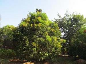 Vidya Konkan Agro Tourism