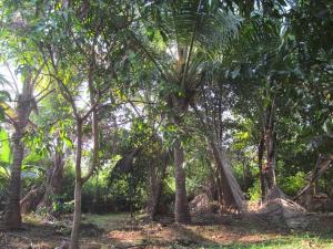 Vidya Konkan Agro Tourism