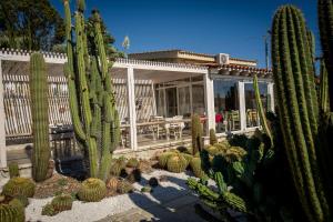 Garden Cactus BB