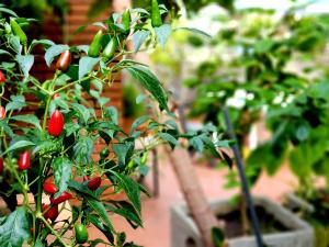 Catania house Apartment