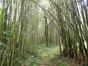 Ranges View Lodge - Aberdare Safari in Muranga