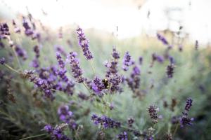 Kräutererbe Bacherhof