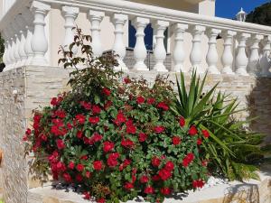 Appartements Villa Colombier : photos des chambres
