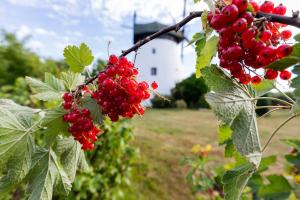 Windmill vacation home in Ledzin near Baltic Sea