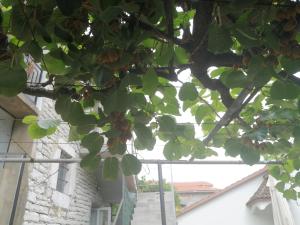 Apartment - Ground Floor room in Old House Morinj-Tara