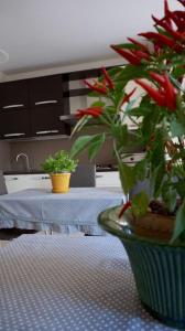 Residenza "il Cacao"