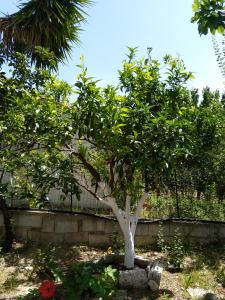 Azalea View - "Amaranthos" Skiathos studios Skiathos Greece