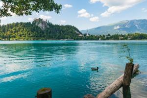 Apartment Emona Bled 4 
