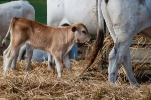 Agriturismo Al Girasole - San Donato