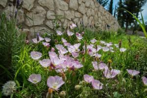 Ionides Villas Lefkada Lefkada Greece