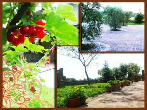 Agriturismo Podere dei kiwi