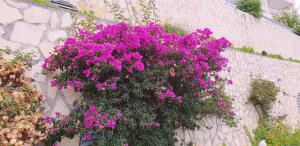 La terrazza di monaco