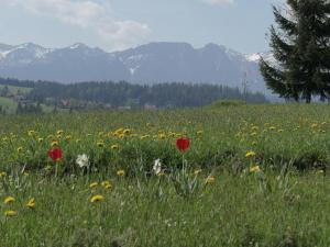 Dom z widokiem na Tatry