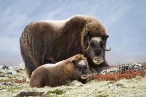 Basecamp Frich`s Hjerkinn - Geitryggengruver