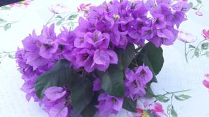 Apartment Pepermint - Health on the Island of Vitality