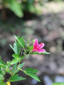 Baan Loylom Farmstay