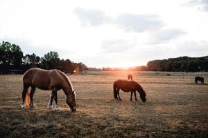 Hotels Le Barn : photos des chambres