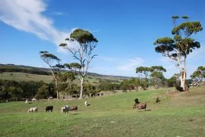 Back Valley Farmstay Bed and Breakfast - Victor Harbor