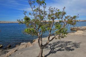 Apartments Matea with Pool and sea view