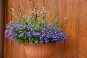 Ferienappartement Balik