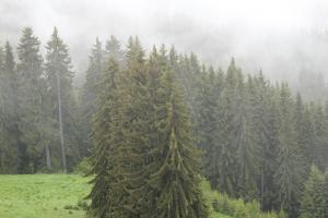 Pamporovo Hotel Snezhanka A425