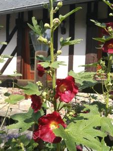 Maisons de vacances Le Clos des Hortensias : photos des chambres