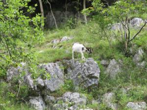 The Mendip is on cheddar bridge Apartments