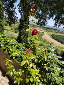 Il Leccio - Casa Toscana San Gimignano