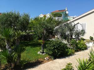 Olive grove