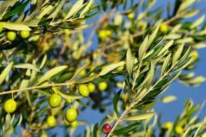 Apartment Istrian view - Šmarje