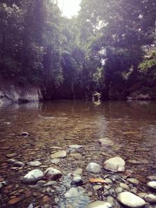 Green Lodge Tangkahan