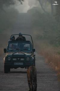 Red Earth Tadoba