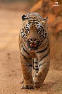 Red Earth Tadoba