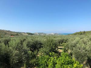 Azienda Agricola B&B Macchiaria