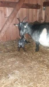 Appartmenthof Aigengut Ferienwohnung Großarl