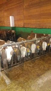 Appartmenthof Aigengut Ferienwohnung Großarl