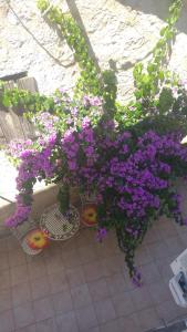 Old Town Center Apartments