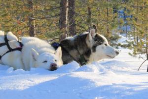 Kakslauttanen, 99830 Saariselkä, Lapland, Finland.