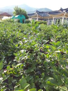 Gyeongju Family Pension